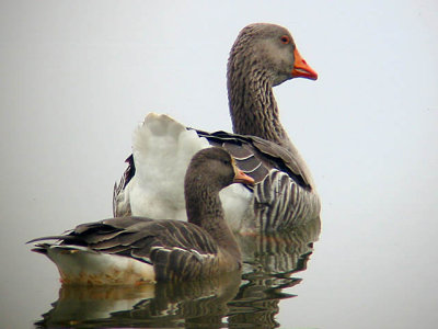 Domestic Graylag (rear) and wild Greater White-fronted Goose (front)
