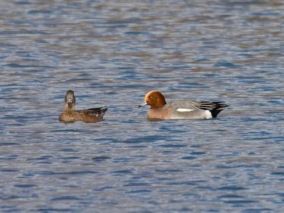 Eurasian Wigeon