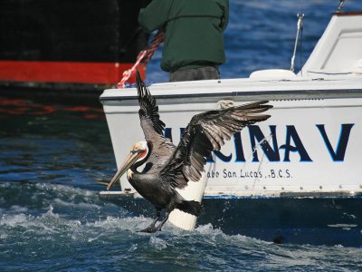 Fishing boat and Brown Pelican