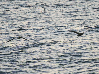 Laysan and Black-footed Albatross