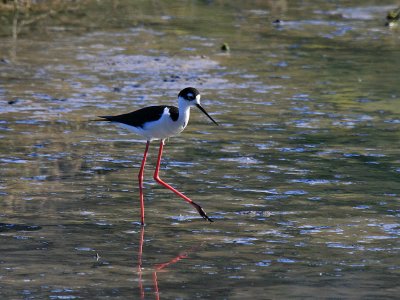 Black-necked Stilt