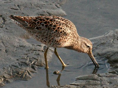 Short-billed Dowitcher