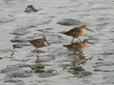 Short-billed Dowitcher