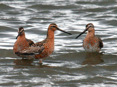 Short-billed Dowitcher