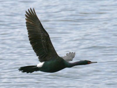 Pelagic Cormorant