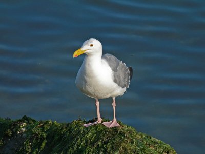 Western Gull