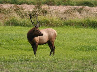 Elk