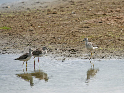 Greater Yellowlegs