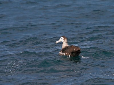 Wandering Albatross