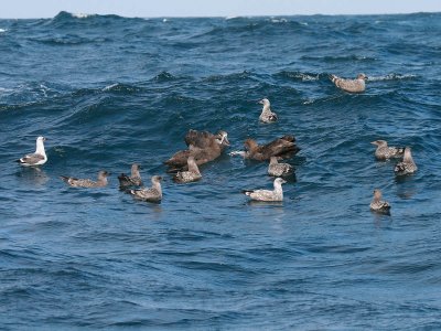 Black-footed Albatross