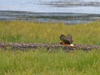 Northern Harrier