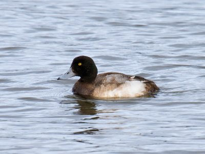 Greater Scaup