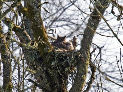 Great Horned Owl and chick