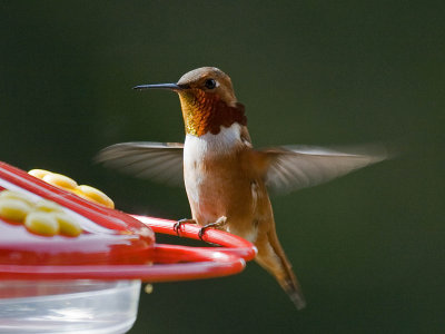 Rufous Hummingbird