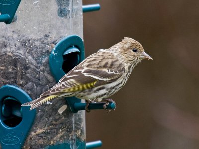 Pine Siskin