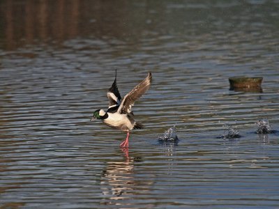 Bufflehead