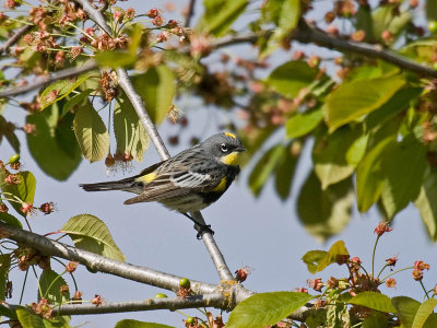 Yellow-rumped Warbler