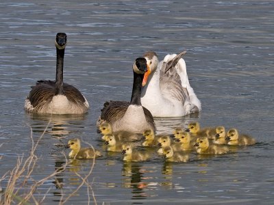 Canada Goose