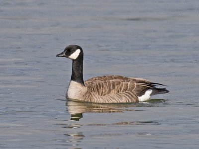 Lesser Canada Goose