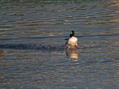 Bufflehead