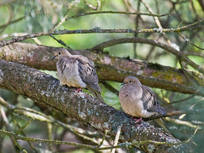 Mourning Dove