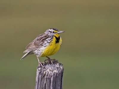 Western Meadowlark