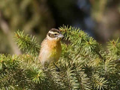 Black-headed Grosbeak