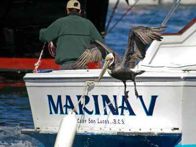 Fishing boat and Brown Pelican