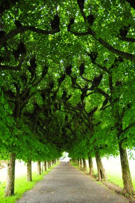 Green alley one summer evening