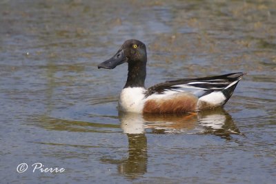 Canard Souchet  Northern Shoveler