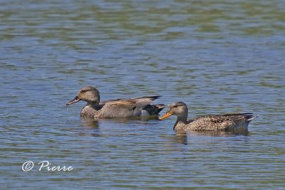 Canard Chipeau Gadwall