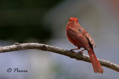 Northern Cardinal d