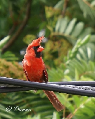 Cardinal Rouge k