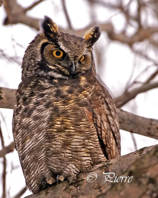 Great Horned Owl