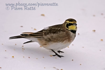 Alouette Hausse-Col  Horned Lark