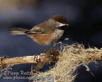 Mésange à tête Brune, Boreal Chickadee