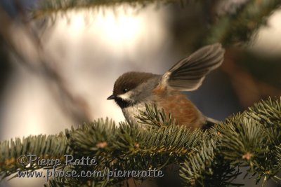 Mésange à tête Brune