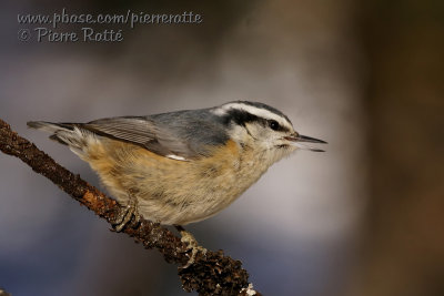 Red-breasted Nuthatch 4/4