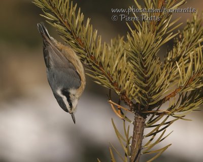 Red-breasted Nuthatch 2/4