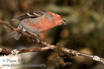 Pine Grosbeak Mâle