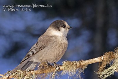 Mésangeai du Canada, Gray Jay