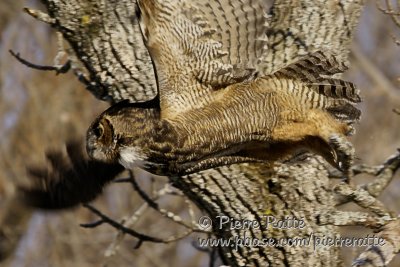 Grand-Duc d'Amrique, Great Horned Owl
