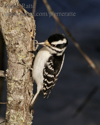 Pic Chevelu Hairy Woodpecker