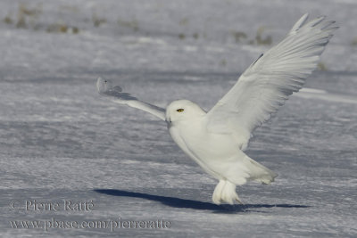 Harfang des Neiges, Snowy Owl 1-2