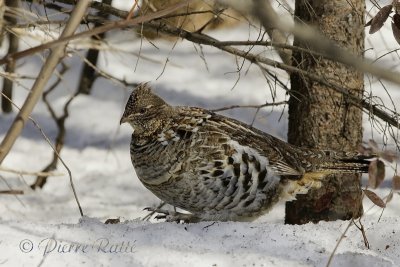 Gélinotte Huppée Ruffed Grouse 2-2