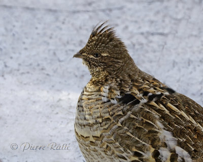Gélinotte Huppée Ruffed Grouse 1-2