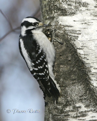 Pic Chevelu Hairy Woodpecker