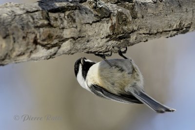 Mésange à tête noire