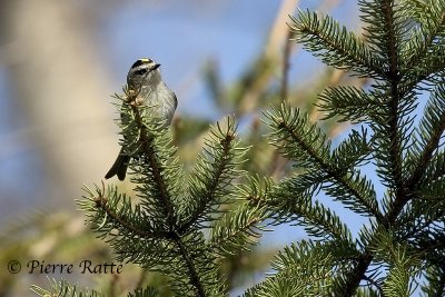 Roitelet à couronne dorée
