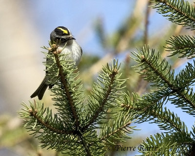 Roitelet à couronne dorée